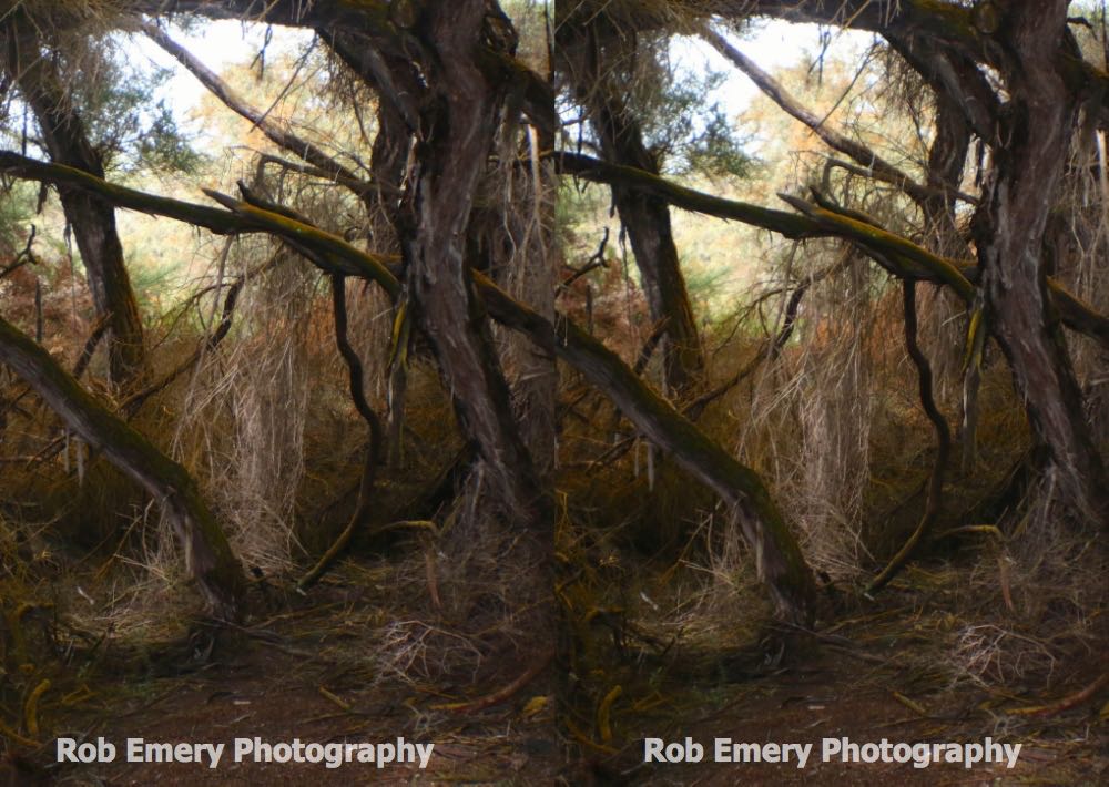 Trees at thermal park