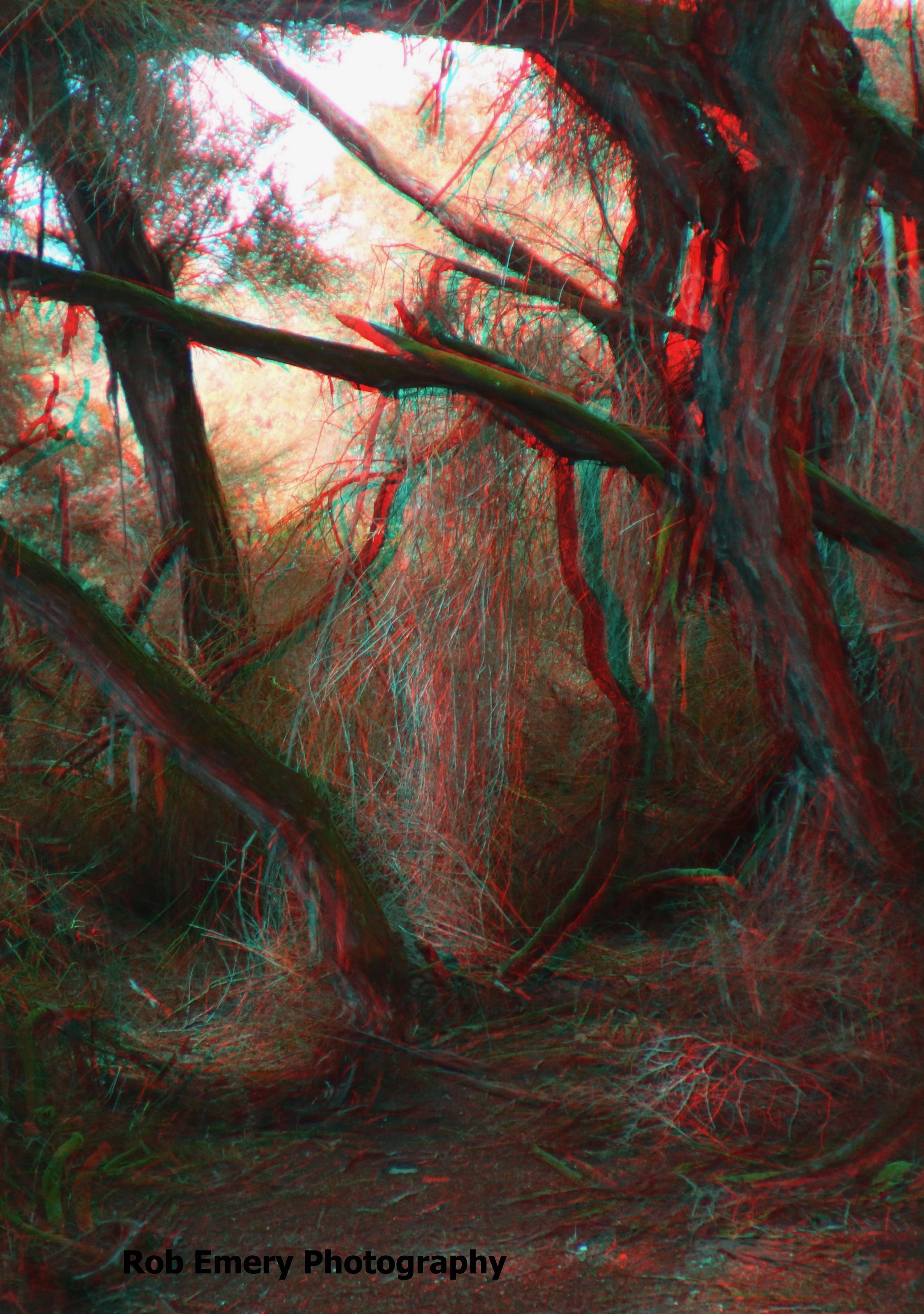 Trees at thermal park