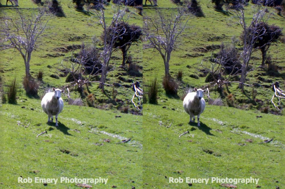 sheep near Isthmus peak hike trail