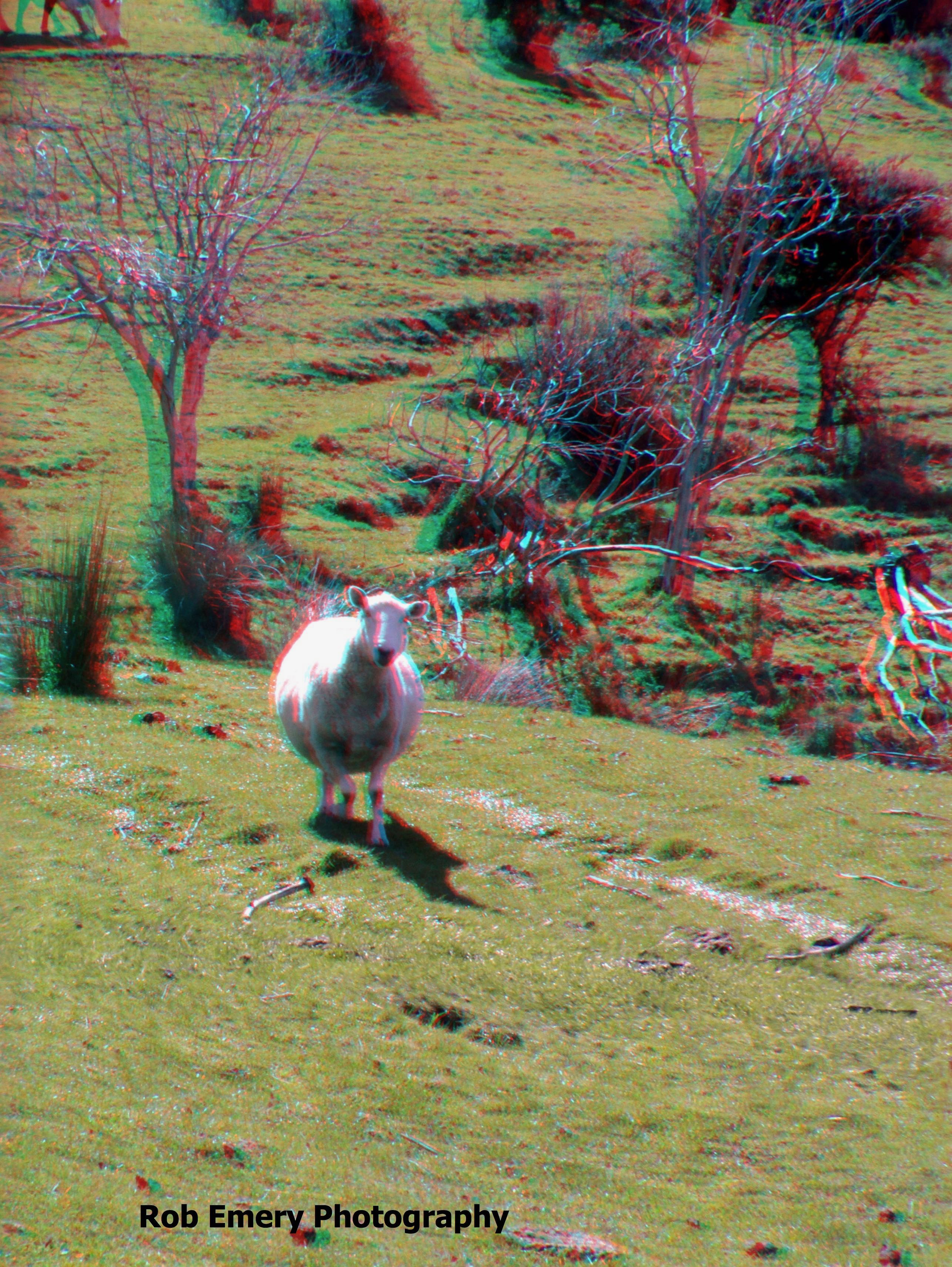 sheep near Isthmus peak hike trail