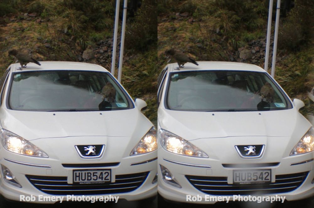 Kea birds attacking cars