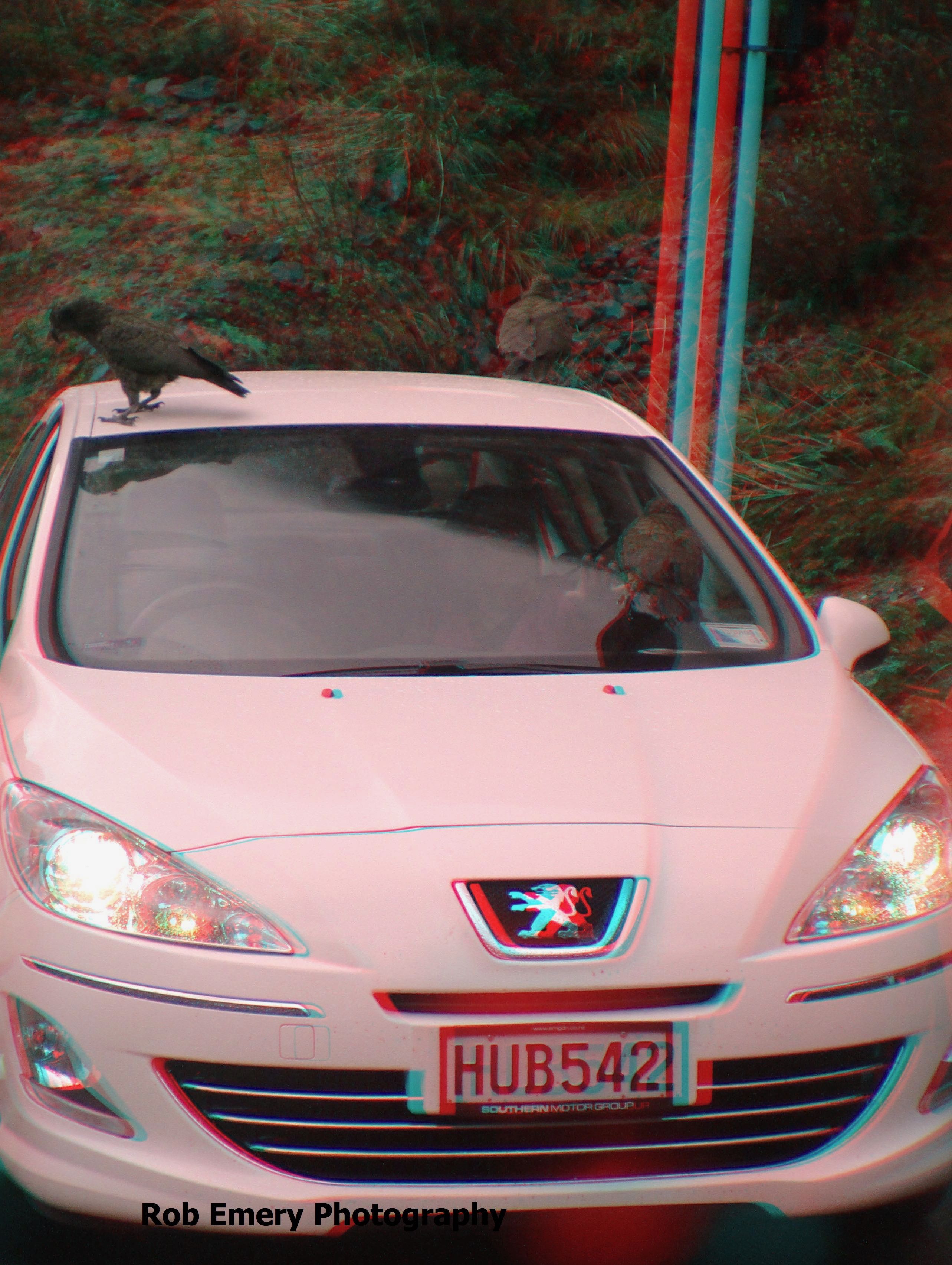 Kea birds attacking cars