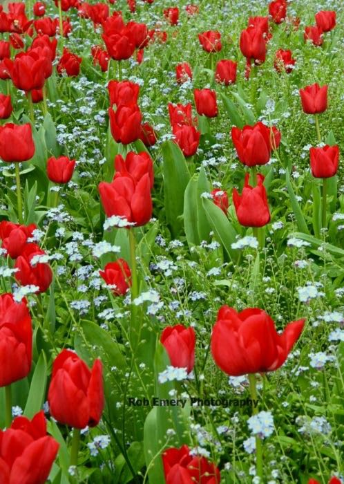 The tulip festival in Rotorua