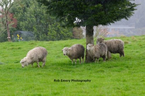 Sheep in the rain at the Tree Trust