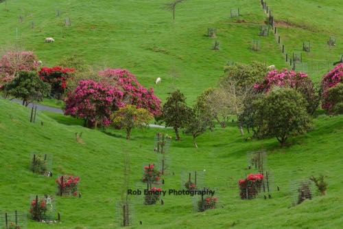 Sheep and flora at the Tree Trust