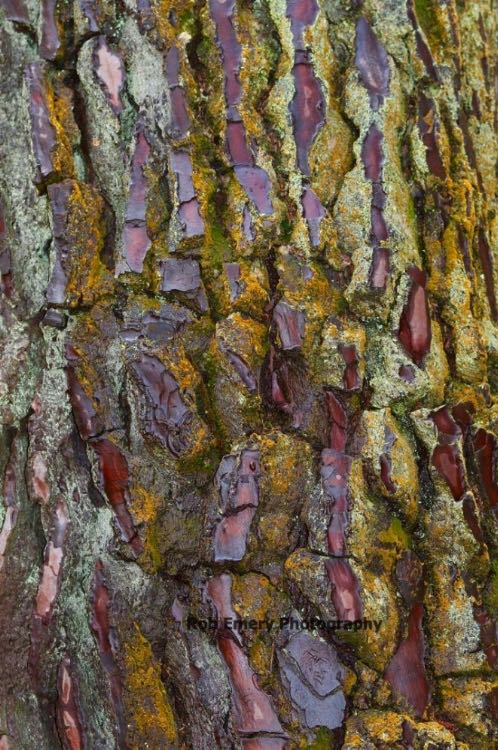 strange colours on tree bark