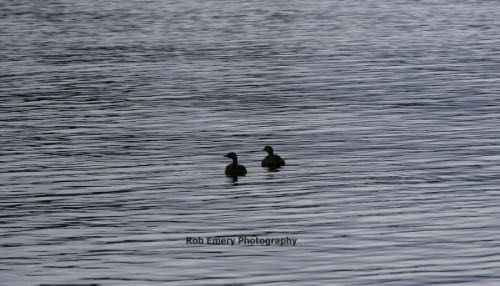 ducks on a lake