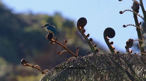 bird on a branch