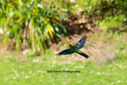 colourful bird