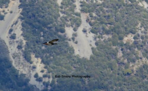 paradise duck in flight