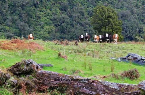 cows looking at the camera