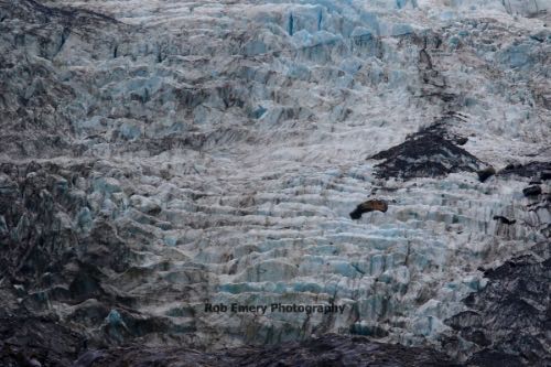 franz joseph glacier