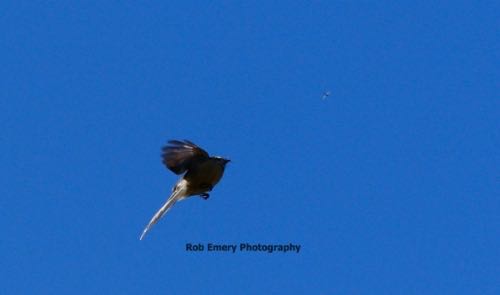 Fantail caught an insect