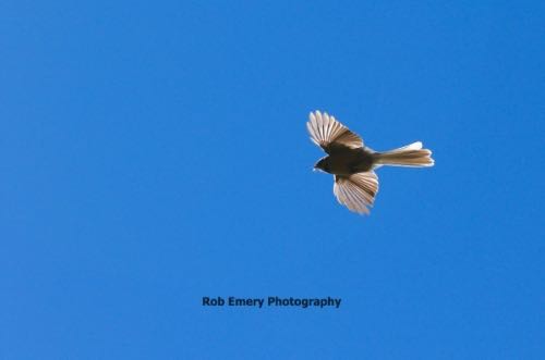 Fantail headed back with its catch