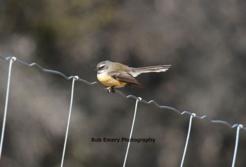 bird on a wire