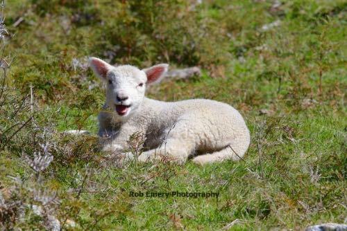 lamb next to the trail