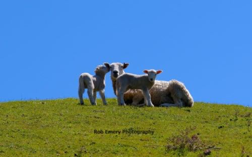 lambs next to the trail