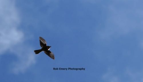 Fantail homing in on an insect
