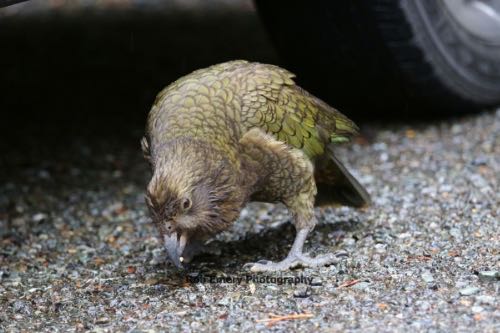kea bird eating some plant