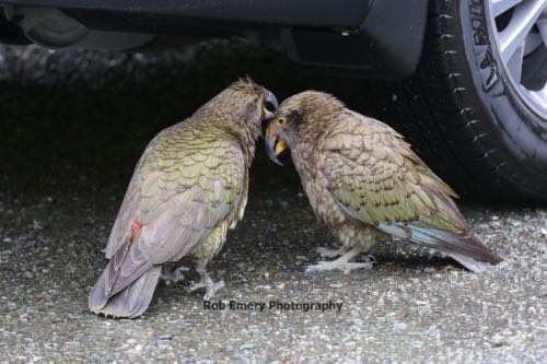 2 kea birds