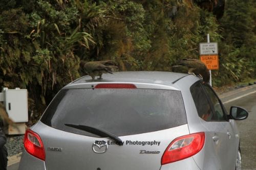 several kea birds on a car
