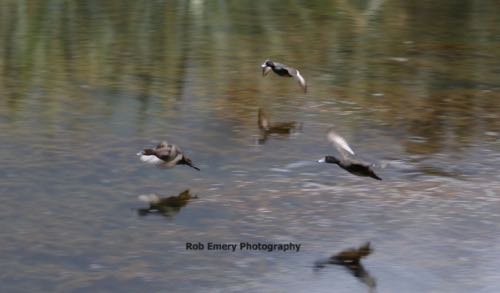 ducks flying over lake with mirror finish