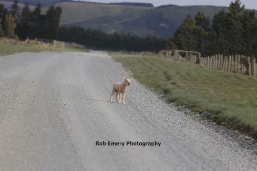 lamb on the road