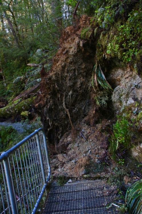 tree roots blocking path