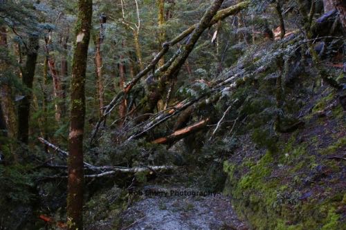trees on the path blocking the way