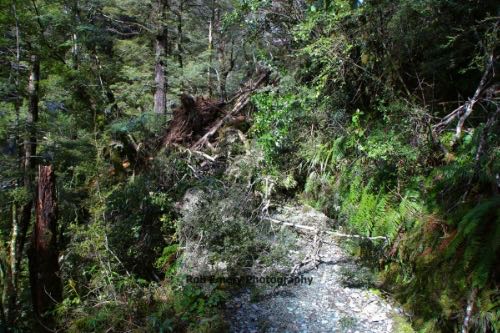 entire forest on the path blocking the way