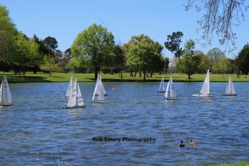 Ducks watching a remote control boat race
