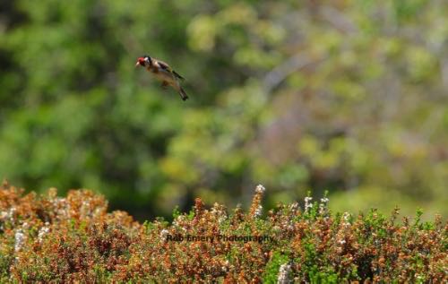 Goldfinch in flight