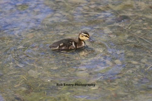 Duckling